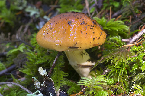 Cortinarius pluvius  Cortinarius pluvius,Fall,Geotagged,United States