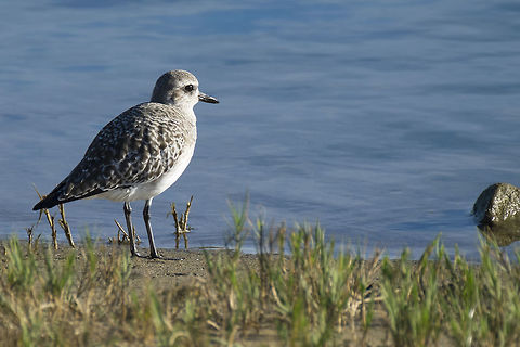 Black Bellied Plover  Calidris alba,Fall,Geotagged,Grey plover,Pluvialis squatarola,Sanderling,United States