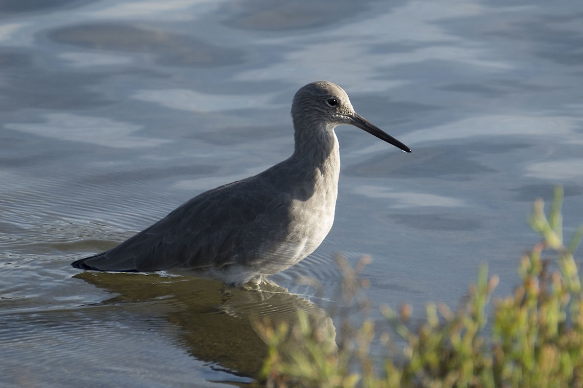 Willet  Fall,Geotagged,Tringa semipalmata,United States,Willet