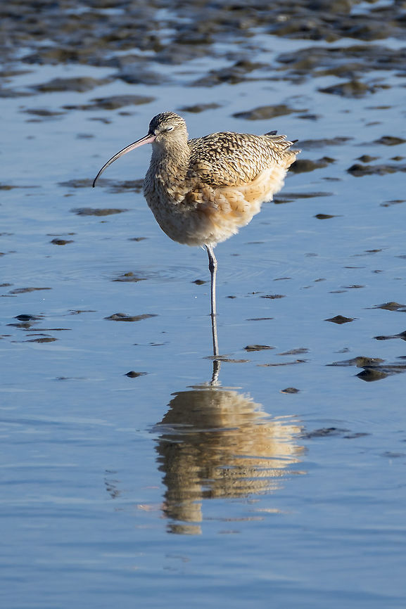 Long Billed Curlew  Fall,Geotagged,Long-billed curlew,Numenius americanus,United States
