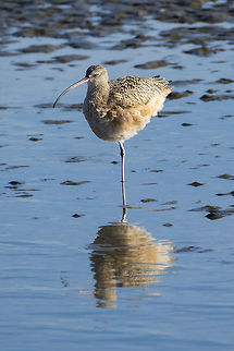 Long Billed Curlew  Fall,Geotagged,Long-billed curlew,Numenius americanus,United States