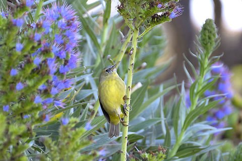 Nashville Warbler  Fall,Geotagged,Nashville Warbler,Oreothlypis ruficapilla,United States