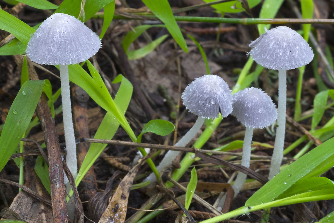 Little gray shaggy mushrooms possible Coprinopsis friesii Fall,Geotagged,United States