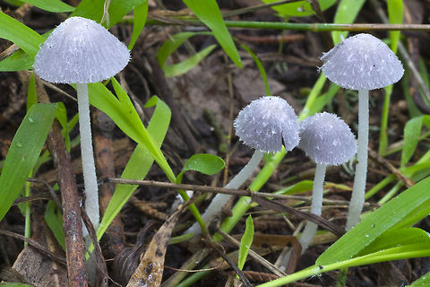 Little gray shaggy mushrooms possible Coprinopsis friesii Fall,Geotagged,United States