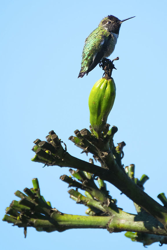 Anna's Hummingbird  Annas hummingbird,Calypte anna,Fall,Geotagged,United States