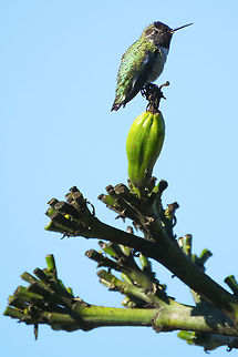 Anna's Hummingbird  Annas hummingbird,Calypte anna,Fall,Geotagged,United States