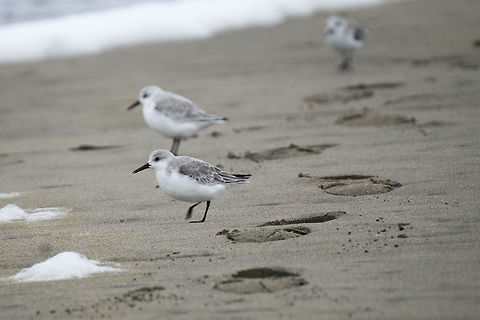 Sanderling here's those Sanderlings.... Calidris alba,Fall,Geotagged,Sanderling,United States