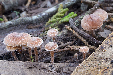 Weeping Widow mushroom  Fall,Geotagged,Lacrymaria lacrymabunda,United States