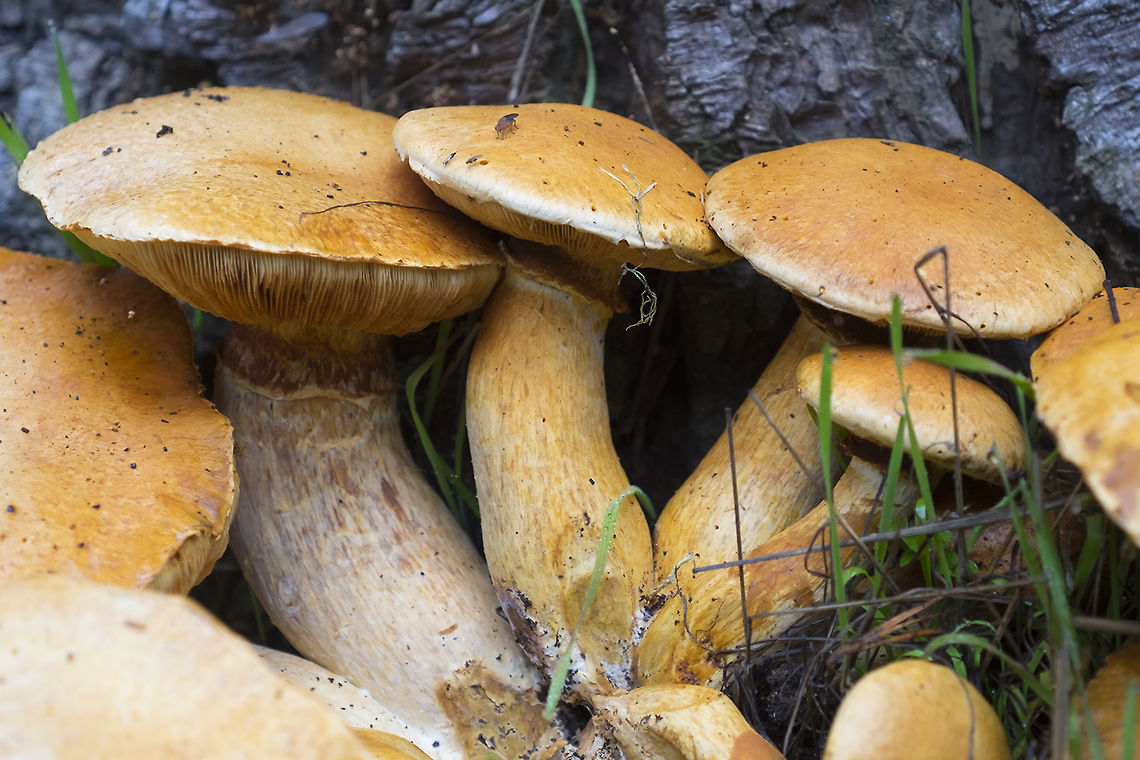 Laughing Jim  Fall,Geotagged,Gymnopilus junonius,Spectacular Rustgill,United States