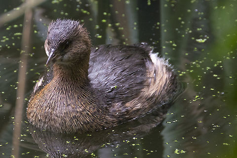 Pied Bill Grebe  Fall,Geotagged,Pied-billed grebe,Podilymbus podiceps,United States