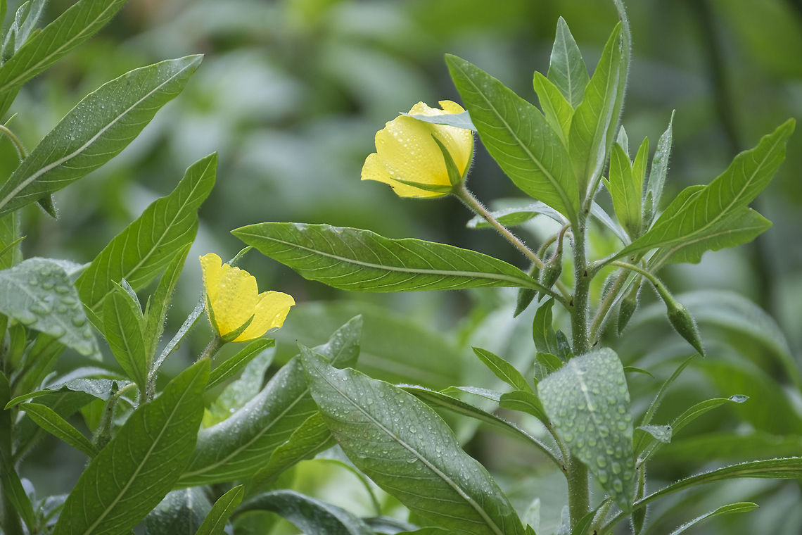 Common Water Primrose invasive! Fall,Geotagged,Ludwigia hexapetala,United States,water primrose