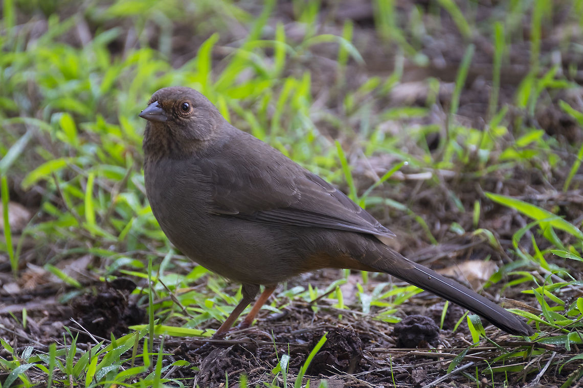 California Tohwee  California towhee,Fall,Geotagged,Melozone crissalis,United States