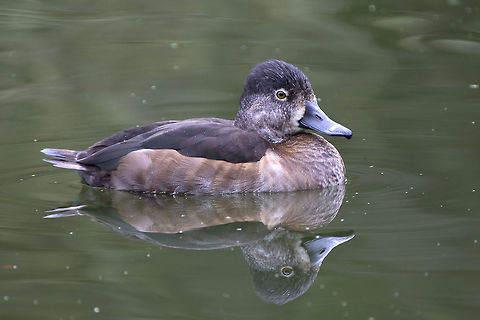 Ring Necked Duck female  Aythya collaris,Fall,Geotagged,Ring-necked duck,United States