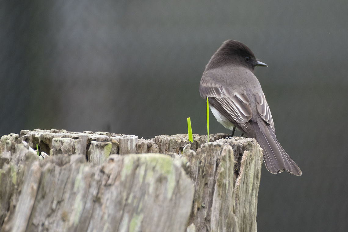 Black Phoebe  Fall,Geotagged,Sayornis nigricans,United States,black phoebe