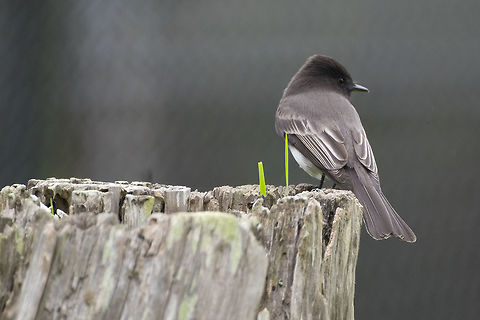 Black Phoebe  Fall,Geotagged,Sayornis nigricans,United States,black phoebe