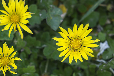 Coastal Gumweed  Fall,Geotagged,Grindelia stricta,United States