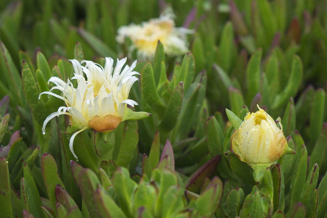 Highway Ice Plant invasive! - often found having been planted along highways or on military installations to stabilize dunes Carpobrotus edulis,Fall,Geotagged,Sour fig,United States