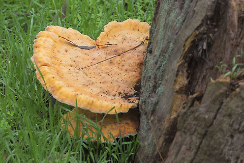 Laetiporus conifericola