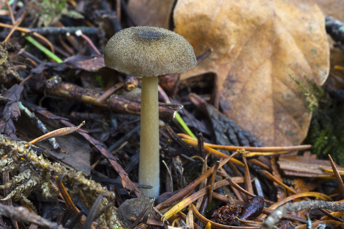 Small yellow-brown mushroom with a scaly cap Leptonia fuligineomarginata Fall,Geotagged,Leptonia fuligineomarginata,United States