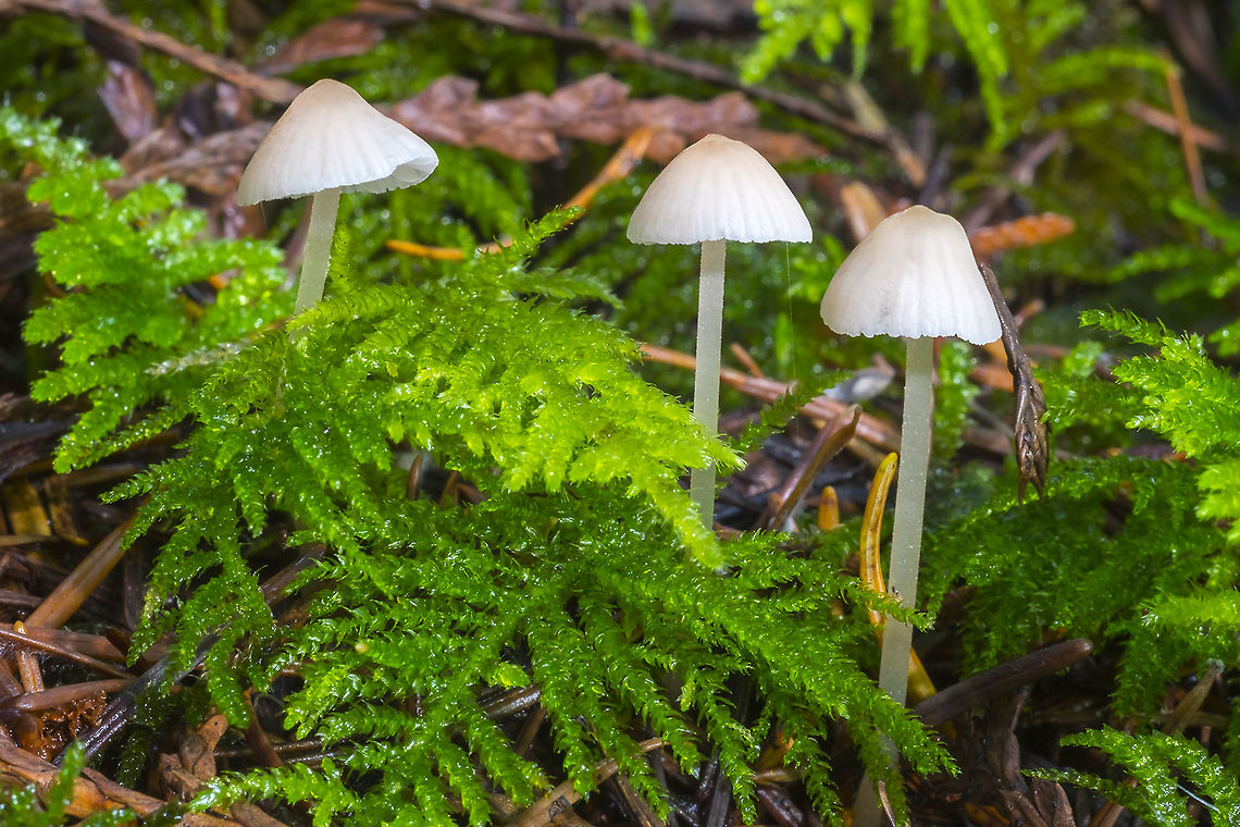 Mycena adonis these were fading, but certainly appeared much more coral colored in person Fall,Geotagged,Mycena adonis,Scarlet bonnet,United States