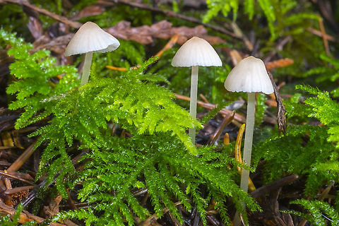 Mycena adonis these were fading, but certainly appeared much more coral colored in person Fall,Geotagged,Mycena adonis,Scarlet bonnet,United States