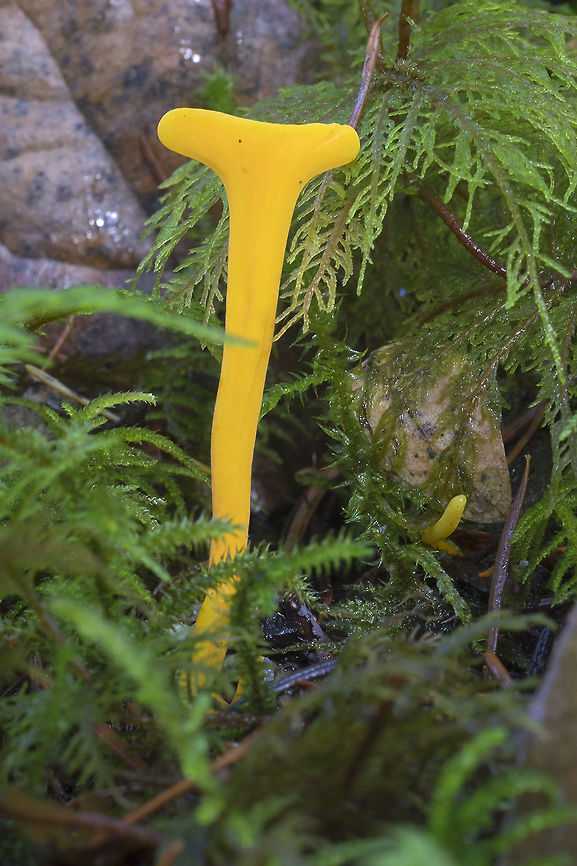 Staghorn I'm pretty sure this is just common staghorn, but it was such an interesting shape that I couldn't resist Calocera viscosa,Fall,Geotagged,United States