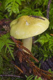 Bright yellow mushrooms  Fall,Geotagged,Tricholoma sulphureum,United States