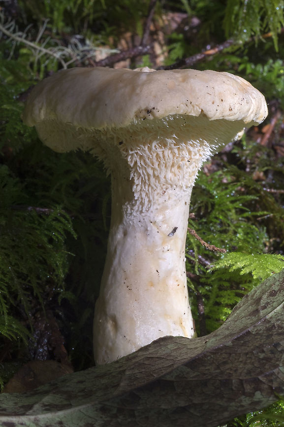 Hedgehog mushroom edible! Fall,Geotagged,Hydnum repandum,United States,Wood hedgehog