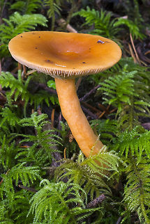 Western Lactarius very common orange lactarius Fall,Geotagged,Lactarius luculentus,United States,Western Lactarius
