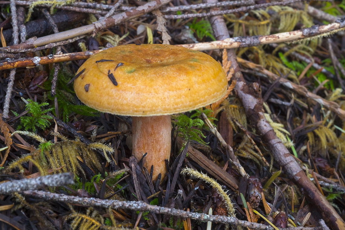 Saffron milk cap not particularly delicious, despite it&#039;s name... this one is just starting to stain a little green, but with a little handling may turn nearly completely emerald. Fall,False saffron milkcap,Geotagged,Lactarius deliciosus,Lactarius deterrimus,United States