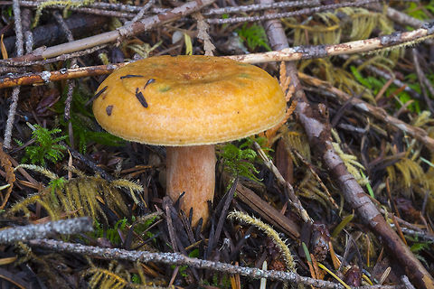 Saffron milk cap not particularly delicious, despite it's name... this one is just starting to stain a little green, but with a little handling may turn nearly completely emerald. Fall,False saffron milkcap,Geotagged,Lactarius deliciosus,Lactarius deterrimus,United States