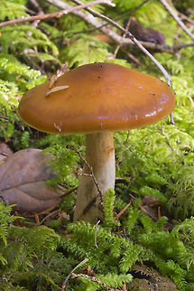 Orange cort  Cortinarius pluvius,Fall,Geotagged,United States
