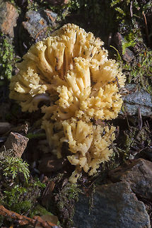 Bright yellow coral  Fall,Geotagged,United States