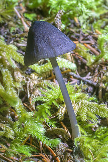 Black with a hint of purple - scaly capped mushroom Entoloma/Leptonia sp. Fall,Geotagged,United States
