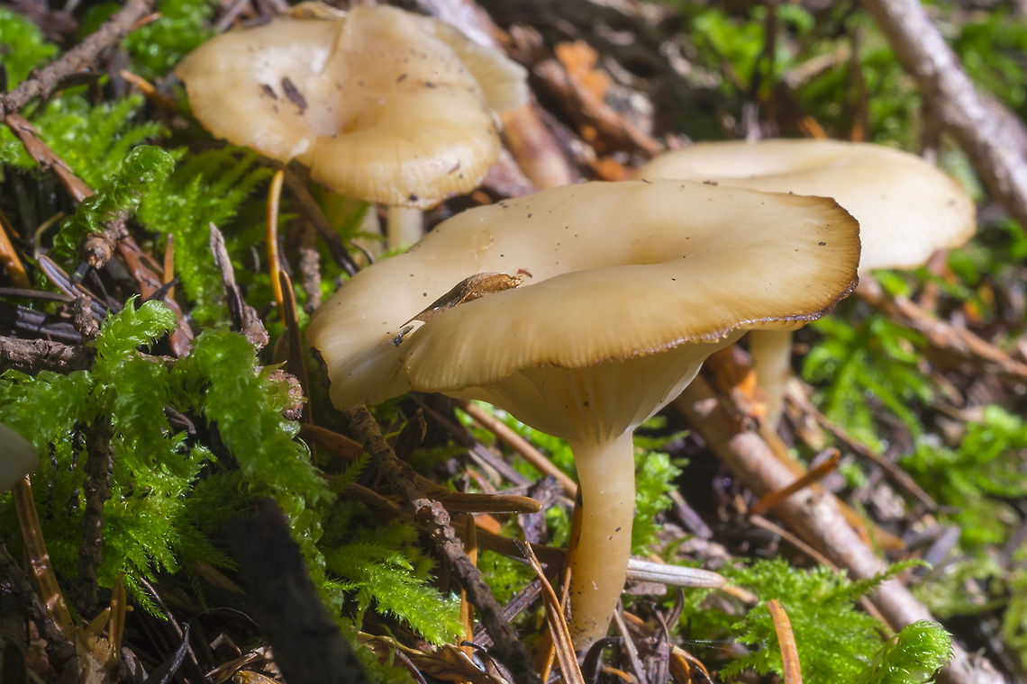 Faded Chrysomphalina I think these are probably too old and faded to ID...  Fall,Geotagged,United States