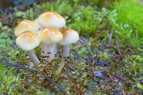 Young sulfur tuft ☠  Fall,Geotagged,Hypholoma fasciculare,Sulphur tuft,United States