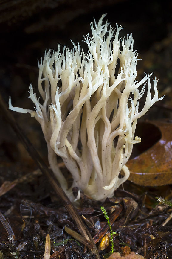 White Coral Fungus  Clavulina cristata,Fall,Geotagged,United States,White coral fungus