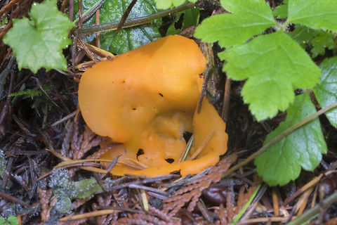 Orange peel fungus  Aleuria aurantia,Fall,Geotagged,Orange peel fungus,United States
