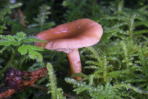 Contumyces rosellus  Contumyces rosellus,Fall,Geotagged,United States