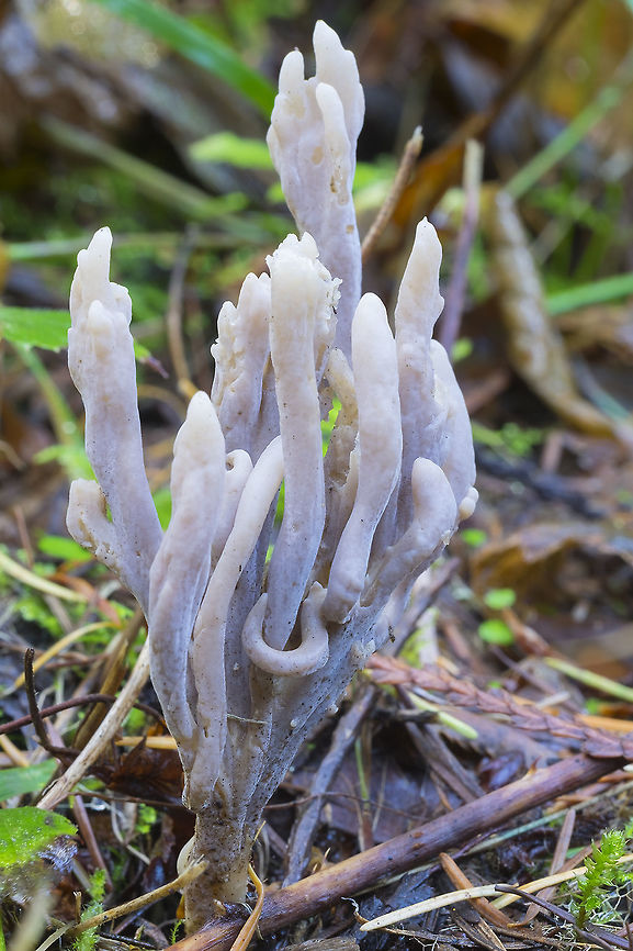Wrinkled Coral  Clavulina rugosa,Fall,Geotagged,United States,Wrinkled coral fungus