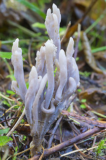 Wrinkled Coral  Clavulina rugosa,Fall,Geotagged,United States,Wrinkled coral fungus