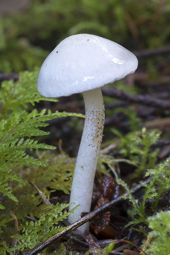 Small bright white mushroom with a faint blue/grey ring on the cap  Fall,Geotagged,United States