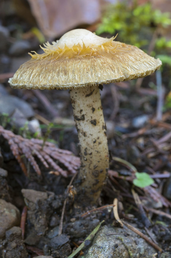 Otherwise dull mushroom with an interestingly shaggy cap likely an Inocybe sp. Fall,Geotagged,United States