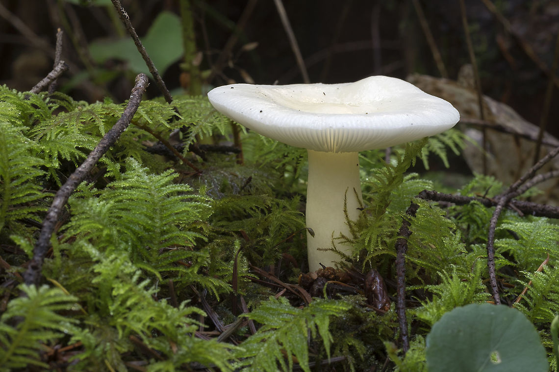 Russula fragilis forma nivea  Fall,Geotagged,Russula fragilis,United States