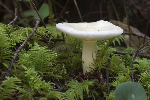 Russula fragilis forma nivea  Fall,Geotagged,Russula fragilis,United States