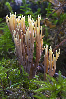 Light wine colored coral with pale yellow tips possibly R. rubella or Lentaria sp. Fall,Geotagged,Ramaria stricta,United States