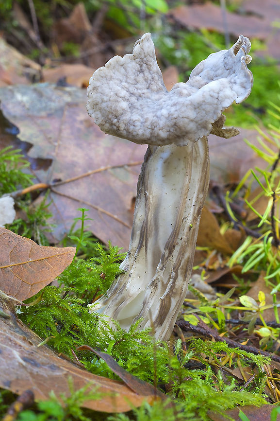 White eflin saddle  Fall,Geotagged,Helvella crispa,United States,White Saddle