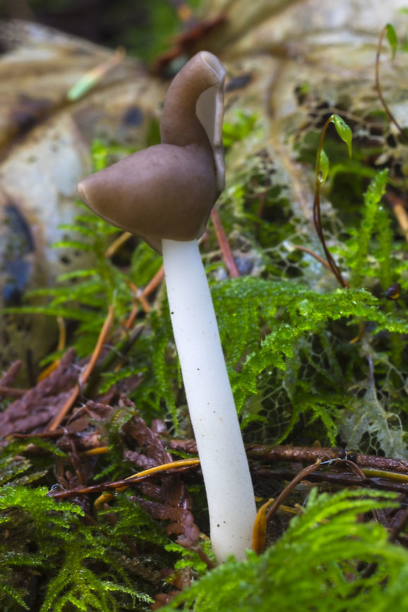 Elastic saddle  Fall,Flexible Helvella,Geotagged,Helvella elastica,United States