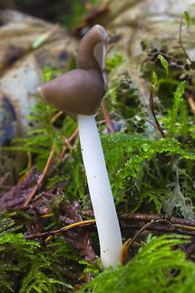 Elastic saddle  Fall,Flexible Helvella,Geotagged,Helvella elastica,United States