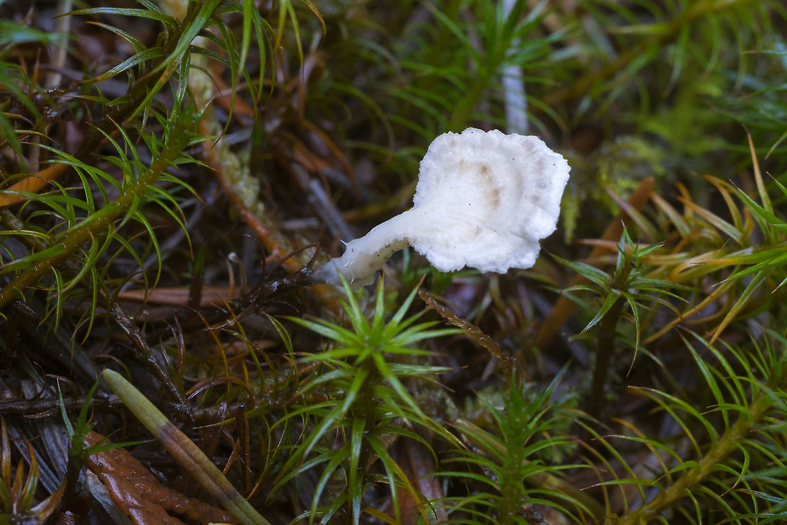 Muscinupta laevis Here&#039;s a good weird one that&#039;s recently been reclassified Fall,Geotagged,Muscinupta laevis,United States